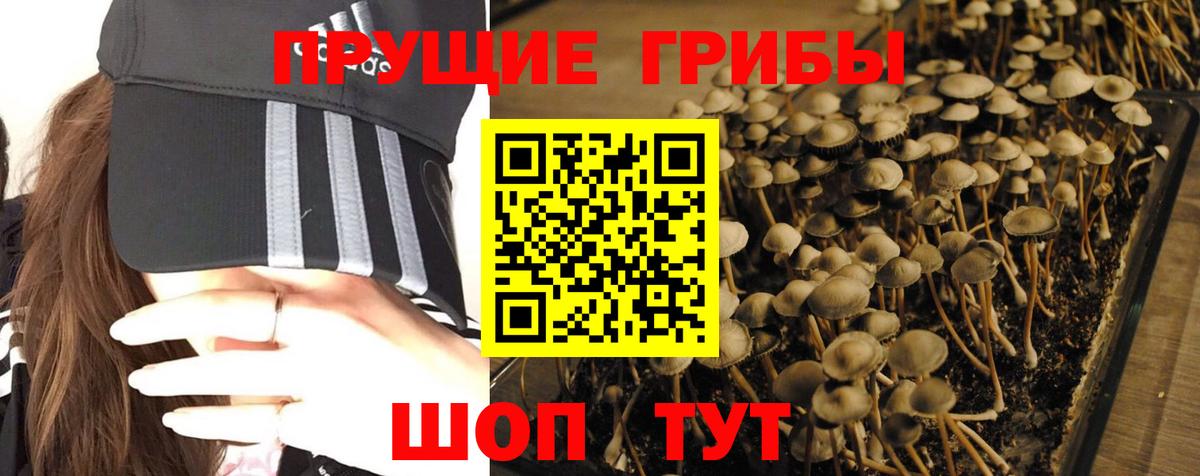 Псилоцибиновые грибы прущие грибы Тимашёвск